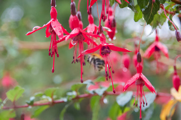Fuschia et abeille
