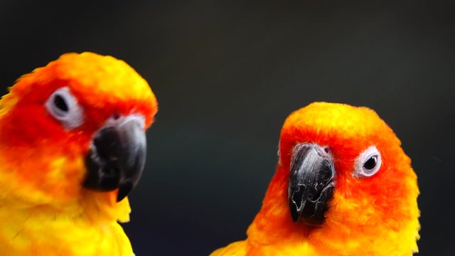 4K The sun parakeet beautiful colours of yellow orange and red (Aratinga solstitialis) also known as the sun conure bird in thailand.