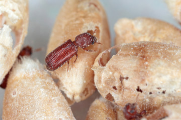 Rhyzopertha dominica commonly as the lesser grain borer, American wheat weevil, Australian wheat weevil, and stored grain borer in damaged grain. It is pest of stored cereal grains worldwide.
