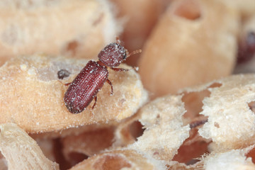 Rhyzopertha dominica commonly as the lesser grain borer, American wheat weevil, Australian wheat weevil, and stored grain borer in damaged grain. It is pest of stored cereal grains worldwide.
