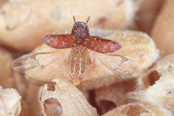 Rhyzopertha dominica commonly as the lesser grain borer, American wheat weevil, Australian wheat weevil, and stored grain borer in damaged grain starting to fly. It is pest of stored cereal grains