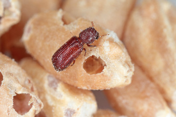 Rhyzopertha dominica commonly as the lesser grain borer, American wheat weevil, Australian wheat...