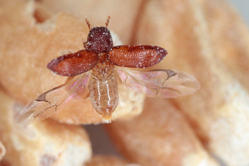 Rhyzopertha dominica commonly as the lesser grain borer, American wheat weevil, Australian wheat weevil, and stored grain borer in damaged grain starting to fly. It is pest of stored cereal grains