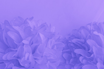 Beautiful abstract color purple and blue flowers on white background and light purple flower frame and purple leaves texture, purple background