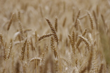 ears of wheat