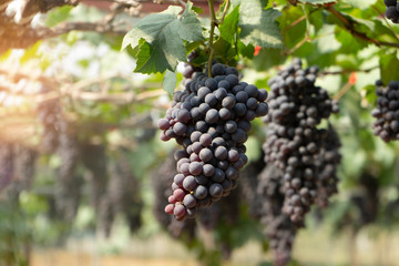 Grapes on the trees in the garden.