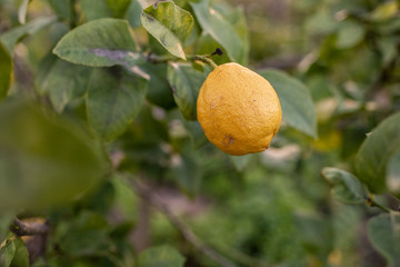 Limones, lima, ácido, sabor, amarillo, natural, sano, dulce, 