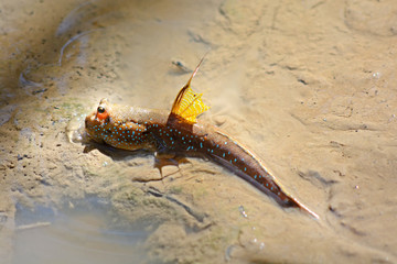Mudskipper  fish  or Oxudercinae in Thailand