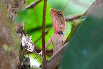 chameleon Agamidae Calotes versicolor changeable lizard on a tree branch in a forest