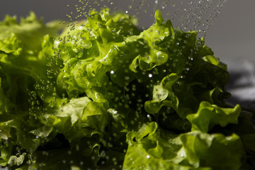 Washing of lettuce salad  under flowing water.