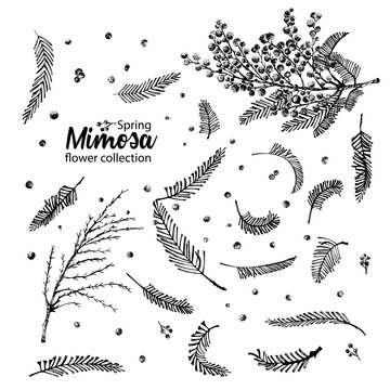45 579 最適な Mimosa 画像 ストック写真 ベクター Adobe Stock