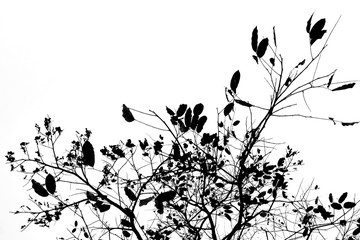 Silhouette tree on white background