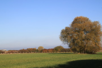 Wild willow and pear trees in the meadow