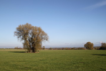 Fototapeta premium Wild willow and pear trees in the meadow