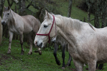 White horse in forest