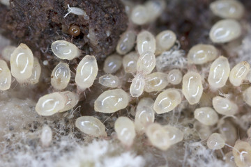 Magnification of mites from Acaridae family. Mold mites - the grain mites.