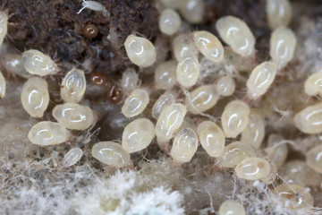 Magnification of mites from Acaridae family. Mold mites - the grain mites.