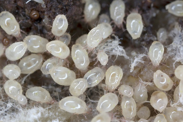 Magnification of mites from Acaridae family. Mold mites - the grain mites.