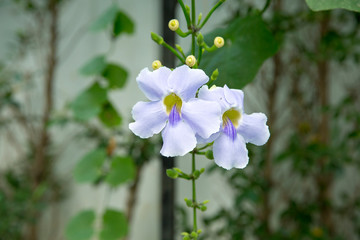 Thunbergia grandiflora, Beautiful Blue Bengal Trumpet flower, focus selective.