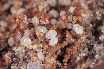 Magnification of mites from Acaridae family. Mold mites - the grain mites.