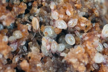 Magnification of mites from Acaridae family. Mold mites - the grain mites.