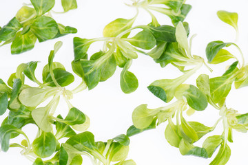 Fototapeta na wymiar Lamb´s lettuce isolated on a white background