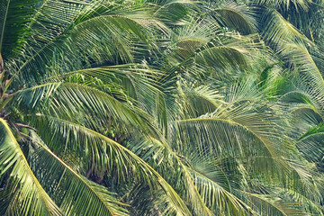 coconut leaves or palm leaves