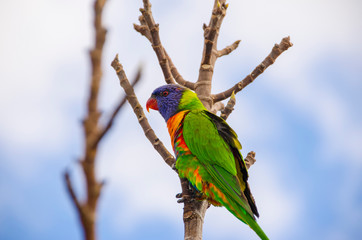 rainbow lorikeet on a branch
