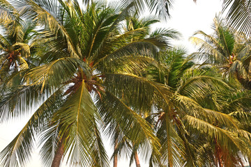 Fototapeta premium Palm trees with coconut view from under