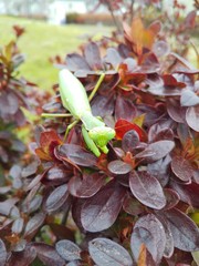 mantis on tree