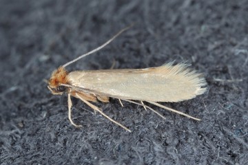 Tineola bisselliella known as the common clothes moth, webbing clothes moth, or simply clothing moth. It is a pest of clothing in homes.