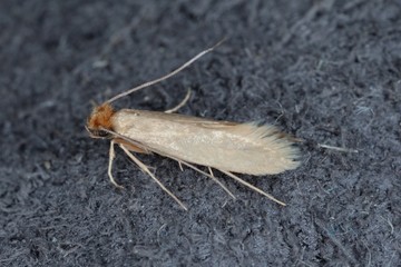 Tineola bisselliella known as the common clothes moth, webbing clothes moth, or simply clothing moth. It is a pest of clothing in homes.