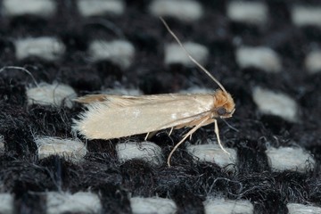 Tineola bisselliella known as the common clothes moth, webbing clothes moth, or simply clothing...