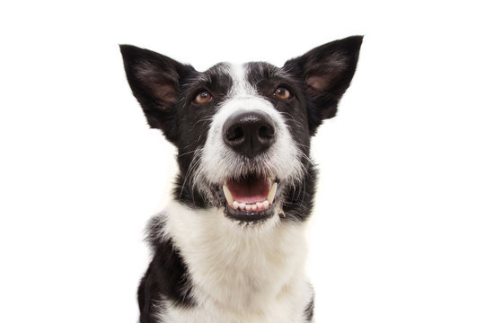 Portrait smiling border collie dog sticking out tongue, looking up. Isolated on white background.
