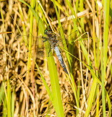 grey blue dragonfly sitting masked on reed grass