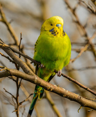 flown away green yellow budgie sitting on branch