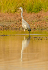 great blue heron walking in shallow water in sun light