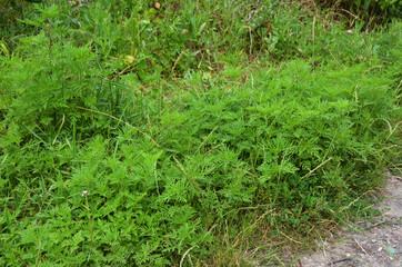 Ambrosia artemisiifolia causing allergy. It has also been called annual ragweed, bitterweed, blackweed, carrot weed, hay fever weed, stammerwort, stickweed, tassel weed, and American wormwood.