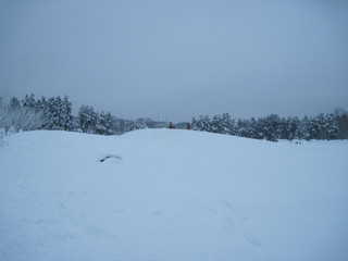 landscape with snowy trees and snow in winter
