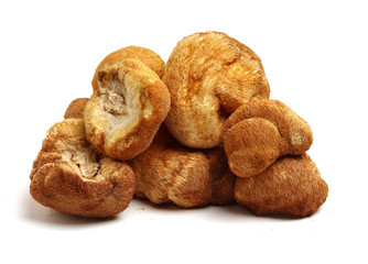 hericium erinaceus on white background