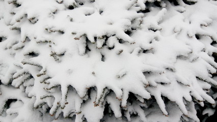 closeup of a winter background