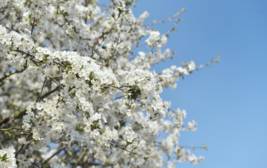white flowers blooming on the branches of a tree in springtime on blue sky