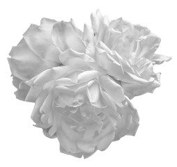 white rose on background