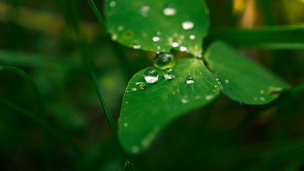 Drops of dew or rain on the green leaves of grass. Macro photo.