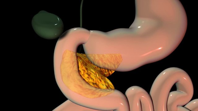 Pancreas