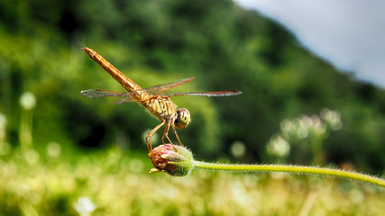 colorful,Dragonfly on flowers.
