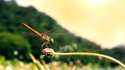 colorful,Dragonfly on flowers.