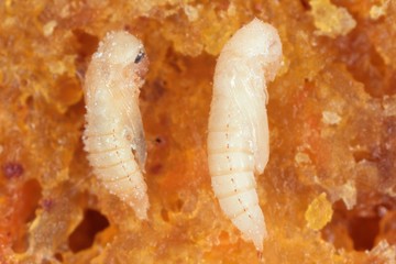 The pupae (older an young) of red flour beetle Tribolium castaneum. It is a worldwide pest of stored products, particularly food grains.