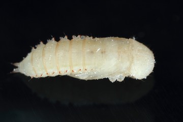 The pupa of red flour beetle Tribolium castaneum on black background. It is a worldwide pest of stored products, particularly food grains.