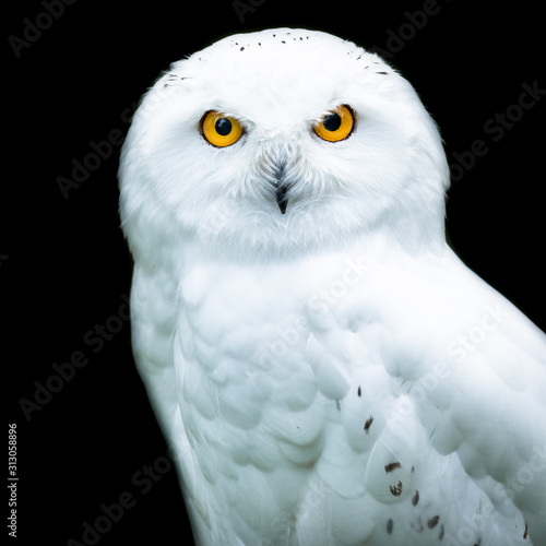 photo Black Owl Green Background Logo snowy owl with a black background fototapete